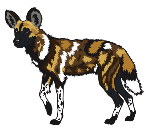 African Wild Dog Png Photo (white, black, chocolate)