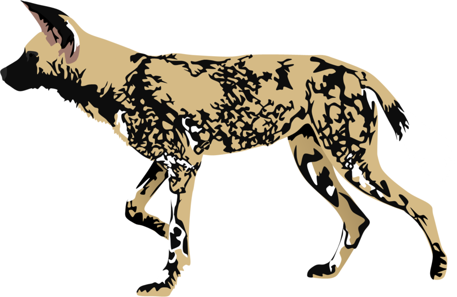 African Wild Dog Png Picture (white, black, silver)