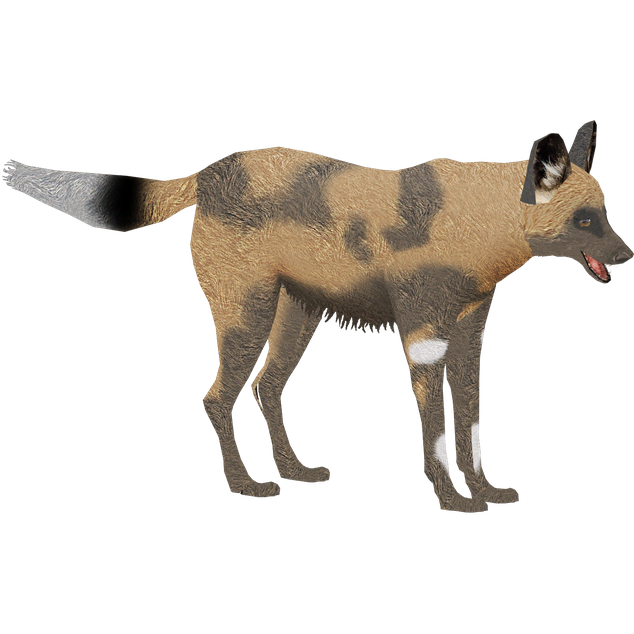 African Wild Dog Png (black, gray)