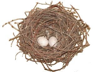 Eggs Bird Nest Png (gray, black)