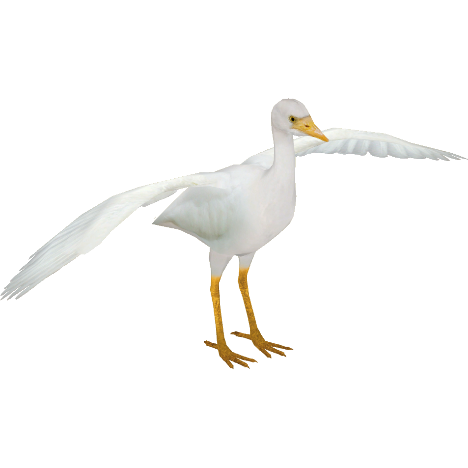 Egret Bird Png Background Image (beige, white)