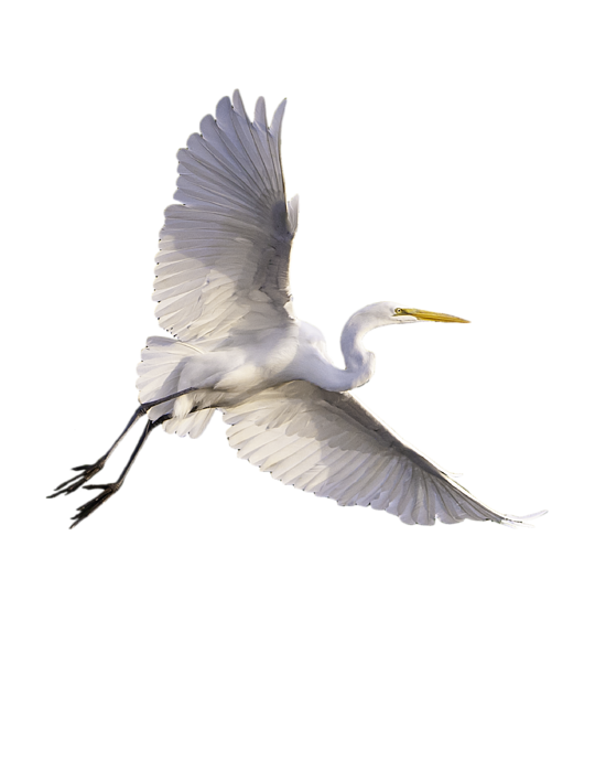 Egret Bird Png Free Download (black, gray, pink)