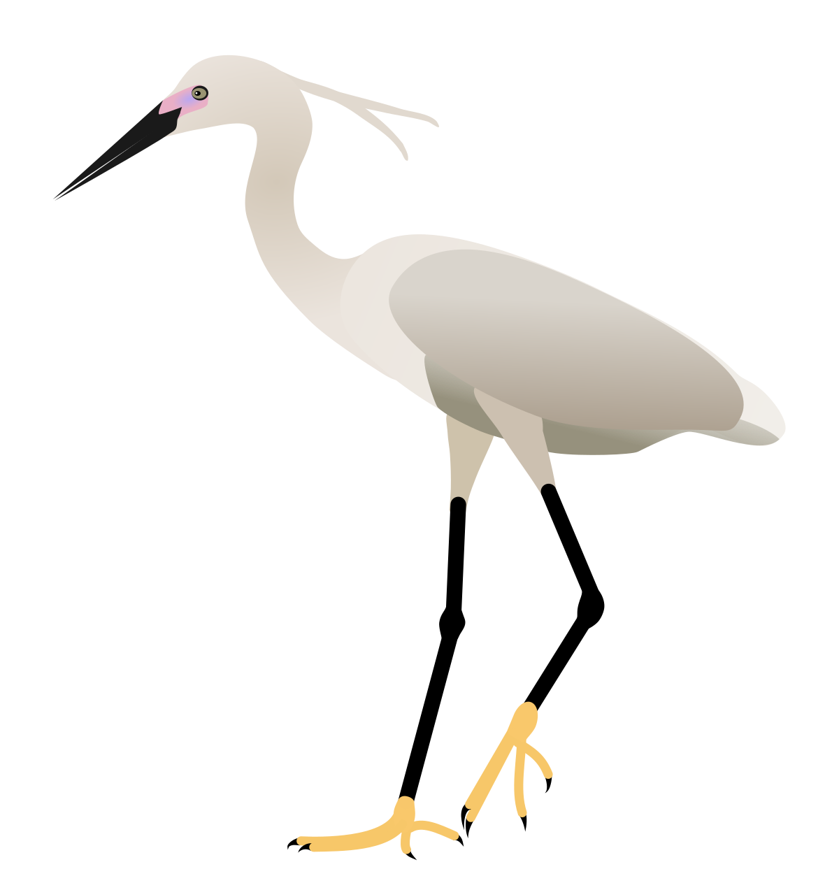 Egret Bird Png Photos (black, silver, beige)