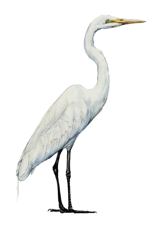 Egret Bird Png Pic (black, silver, beige)