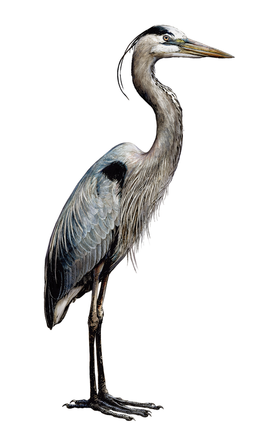 Egret Bird Png Picture (black)