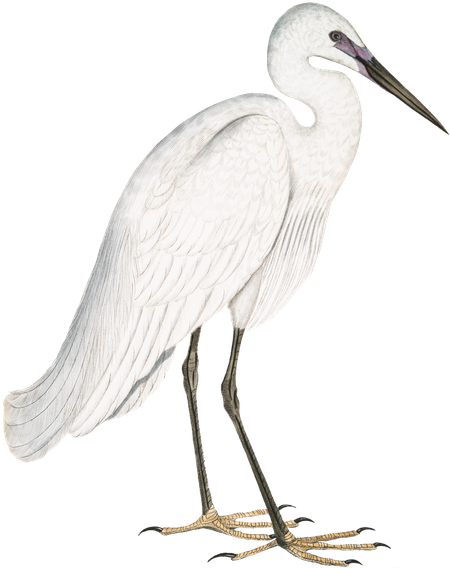 Egret Bird Png Transparent Picture (black, beige, white)