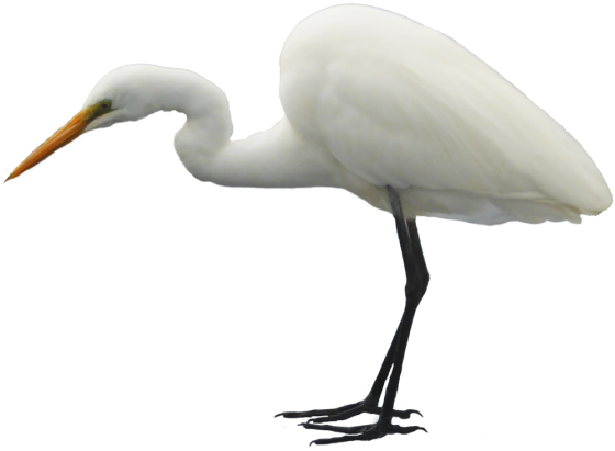 Egret Bird Transparent Background (black, gray, beige)