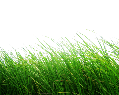 Agriculture Grass Field Png File (green, black)