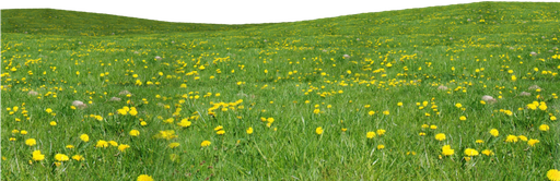 Agriculture Grass Field Png Image (olive, black)