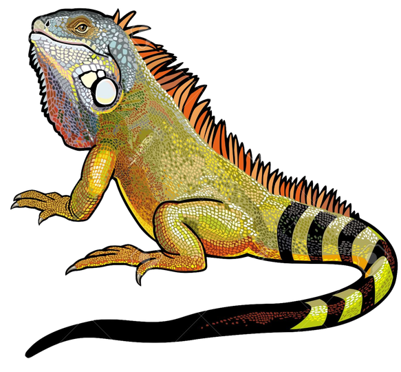 Iguana Png File (black)