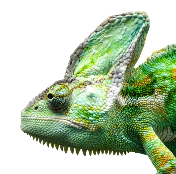 Iguana Png Free Download (white, gray, black)