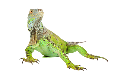 Iguana Png Image (black)