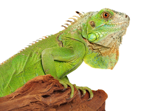 Iguana Png Photo (olive, chocolate, black)