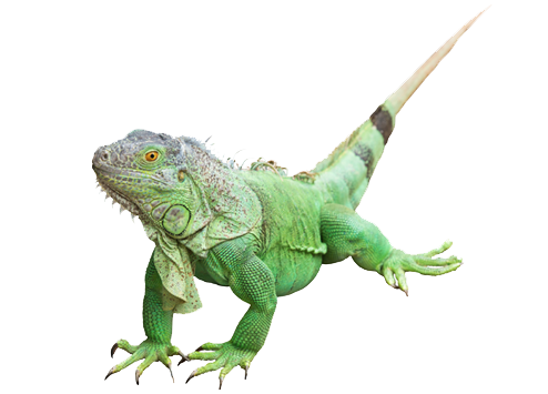 Iguana Png Photos (white, lavender)