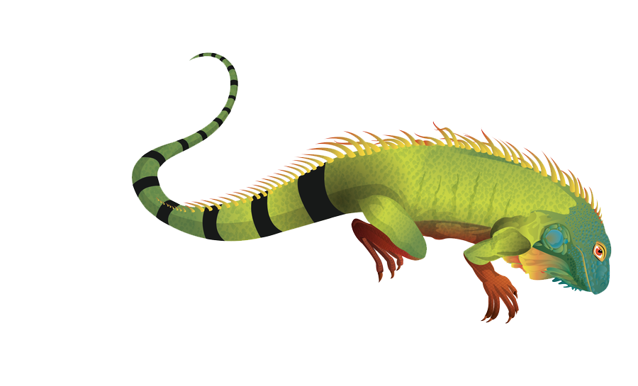 Iguana Png Pic (white, gray, black, gold)