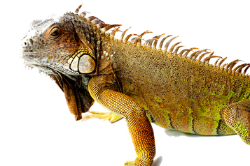 Iguana Png Picture (gray, black)