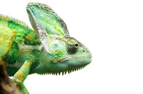 Iguana Png Transparent Picture (silver, mint, black, gold)