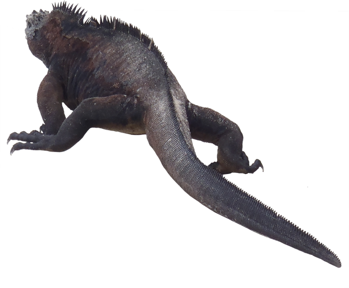 Iguana Png Transparent (black)