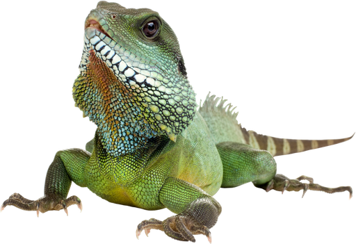 Iguana Transparent Background (black)