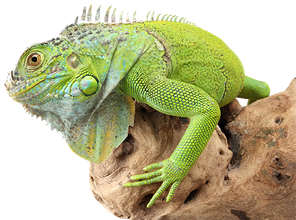 Iguana Transparent Png (gray, silver, black)