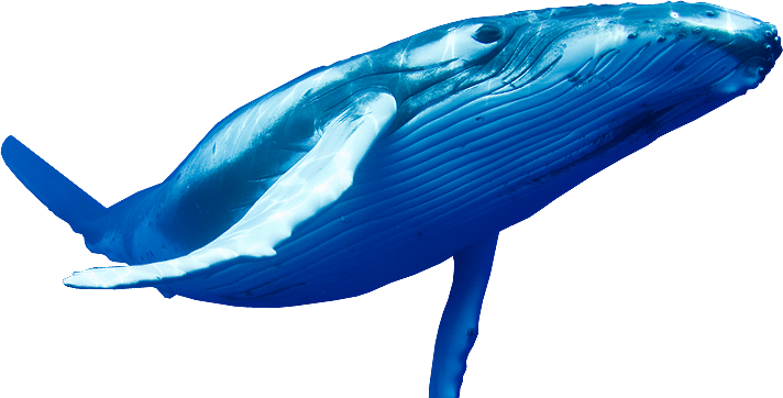 Whale Download Png Image (navy, teal, white)