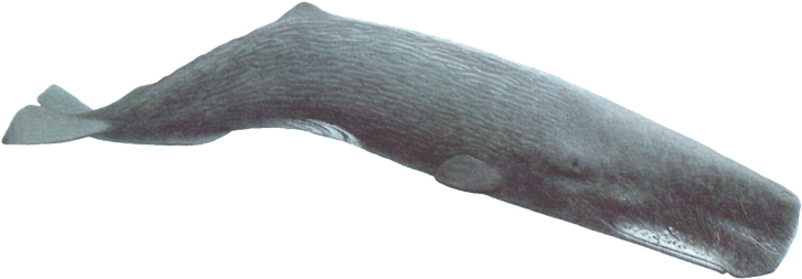 Whale Png File (black, gray)