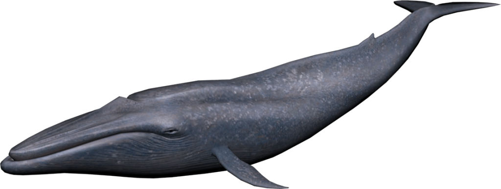 Whale Png Isolated Photo (black, gray)