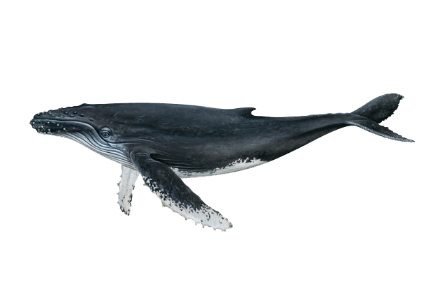 Whale Png Isolated Photos (indigo, black, silver, white)