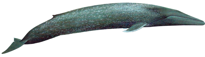 Whale Png Photo (black)