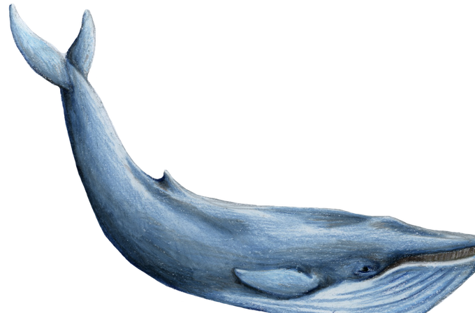 Whale Png Photos (black, gray, silver)