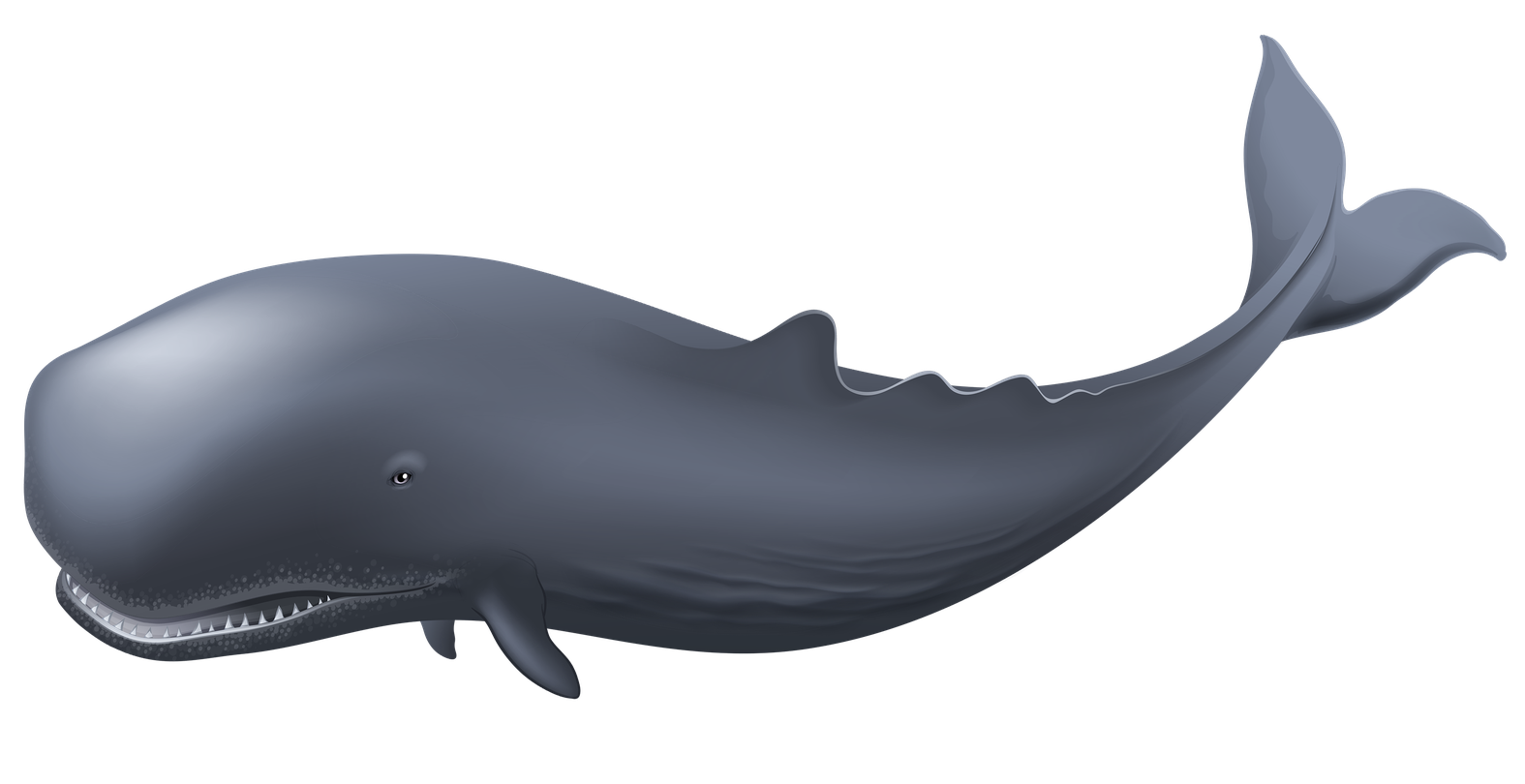 Whale Png Pic (indigo, black, gray)