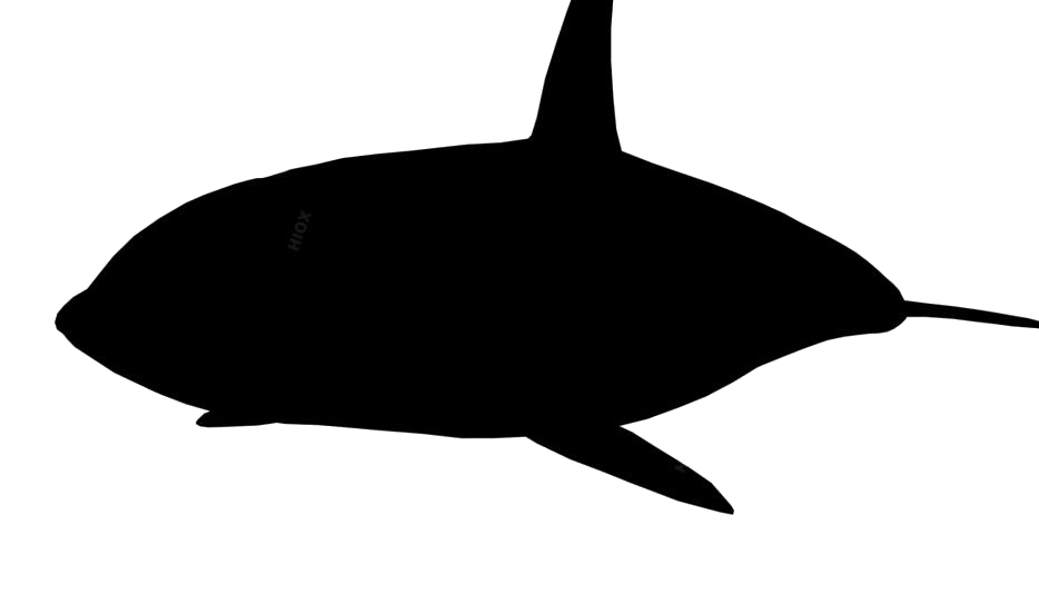 Whale Transparent Png (black, lavender, white)