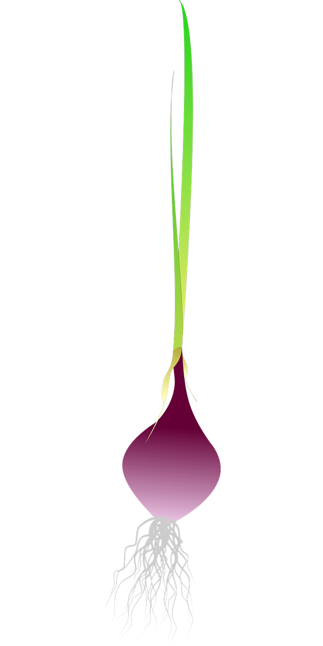 Shallot Png Hd Isolated (black, maroon, gray)