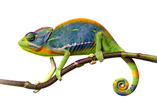 Chameleon Png File (black, olive)