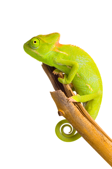 Chameleon Png Image (black, orange, olive, gold)