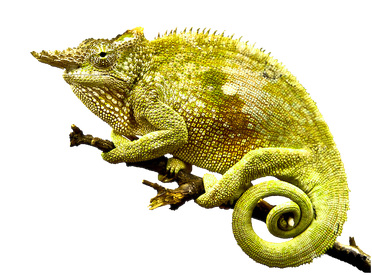 Chameleon Png Photo (black)