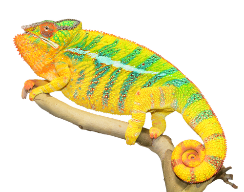 Chameleon Png Photos (black, orange)