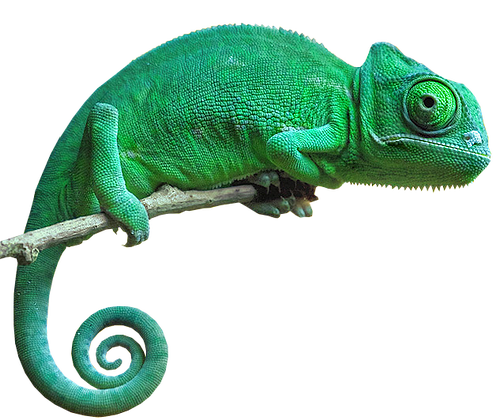 Chameleon Png Pic (indigo, black, white, gray, lavender)