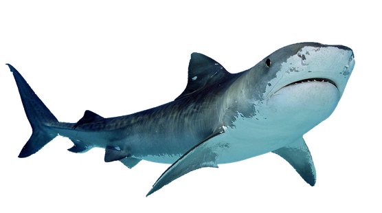 Shark Cartoon Png Isolated Photo (black, silver, gray)