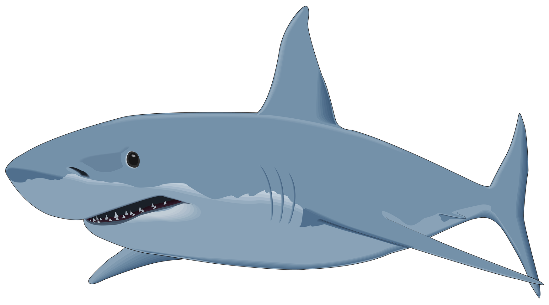 Shark Cartoon Png Picture (black, silver, gray)