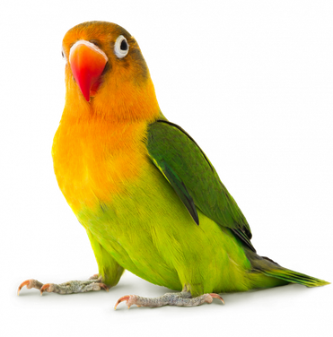 The Lovebirds Png Free Download (black, orange)