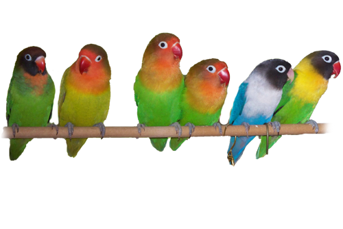 The Lovebirds Png Image (olive, gray, beige, white)