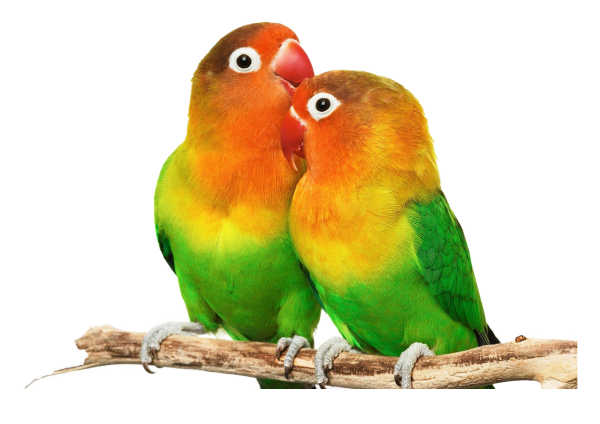 The Lovebirds Png Photos (black, gray, salmon)