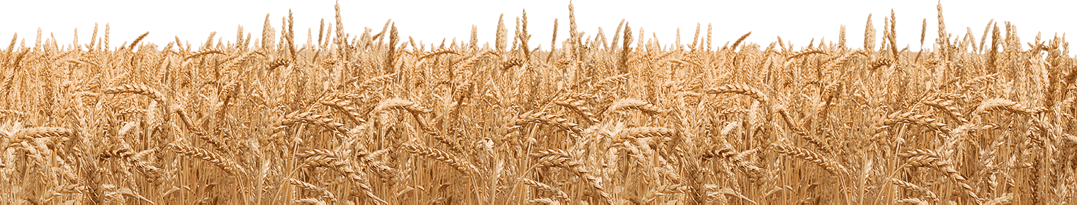 Wheat Field Png Free Download (chocolate, black, salmon)