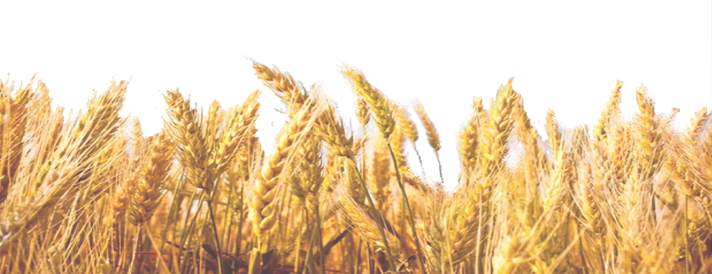 Wheat Field Png Image (black)