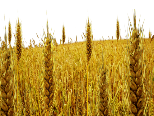 Wheat Field Png (black, olive)