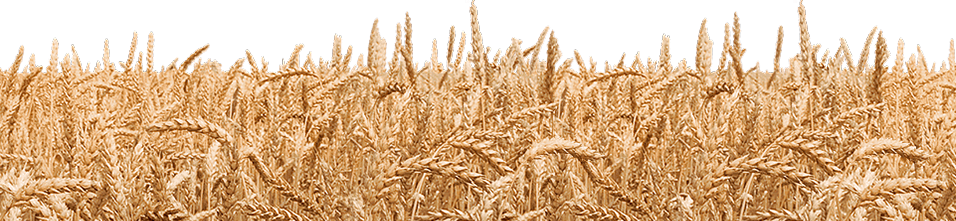 Wheat Field Transparent (black, salmon)