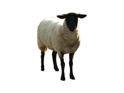 Sheep Png Background Photo (black, white)