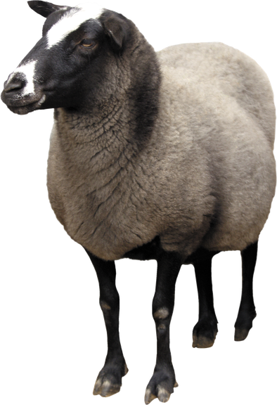 Sheep Png Background (black, white)