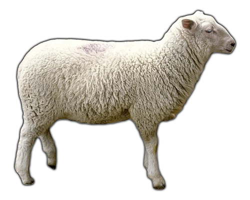 Sheep Png Clipart Background (black, lavender, white, gray)